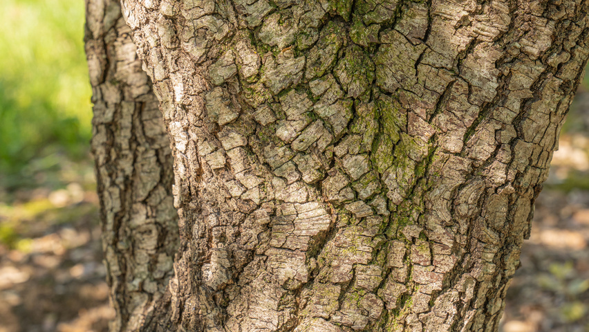 Quercus rotundifolia bark