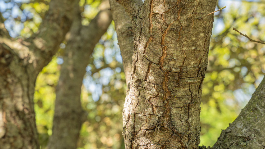 Quercus rotundifolia bark