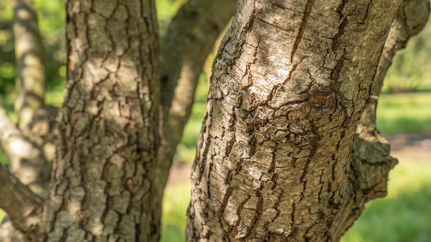 Quercus rotundifolia bark