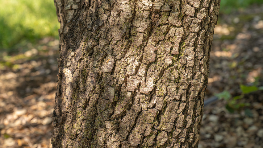Quercus rotundifolia bark