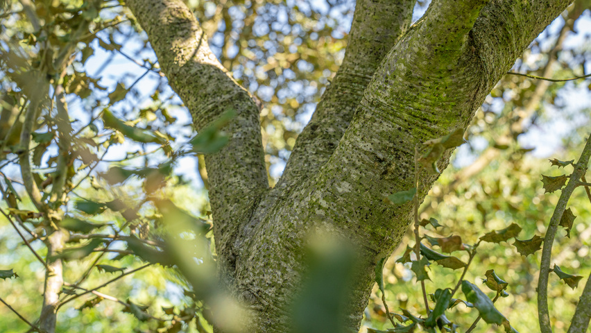 Quercus rotundifolia bark