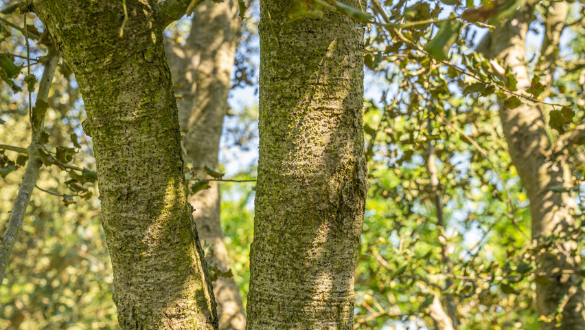 Quercus rotundifolia bark