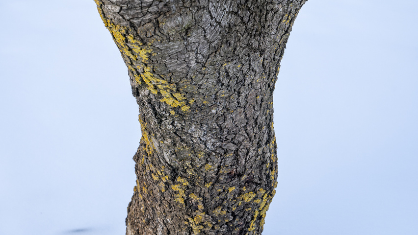 Quercus rotundifolia bark