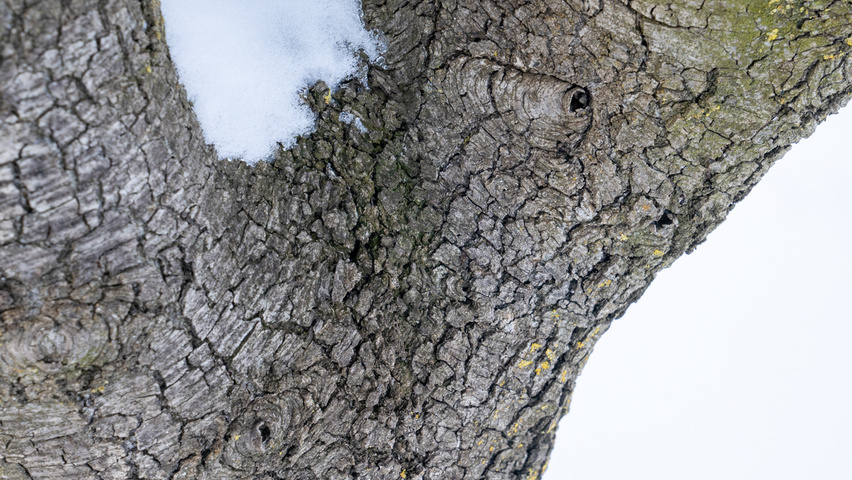 Quercus rotundifolia bark