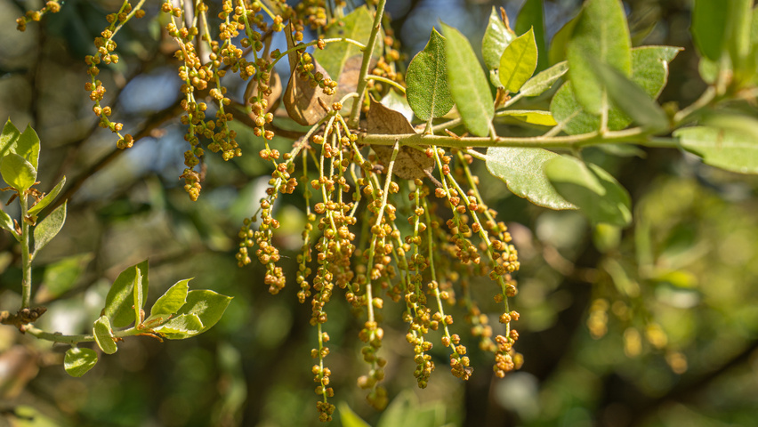 Quercus rotundifolia flowers