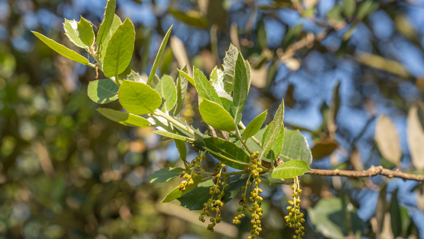 Quercus rotundifolia flowers
