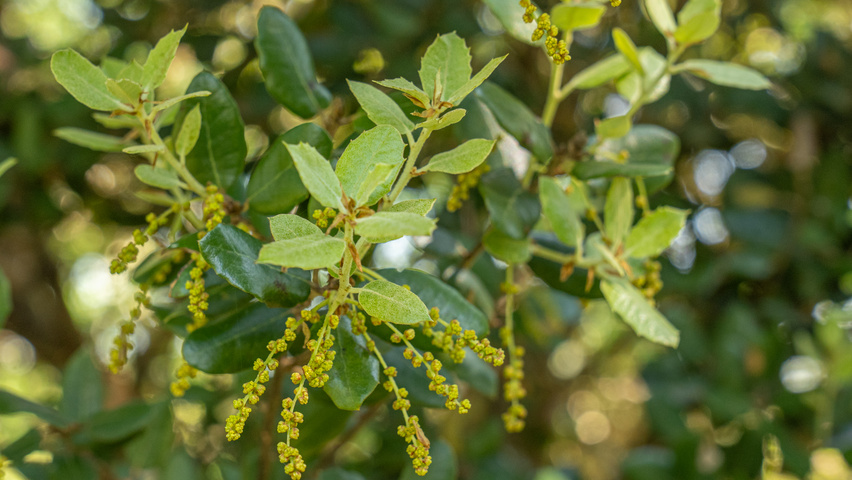 Quercus rotundifolia flowers