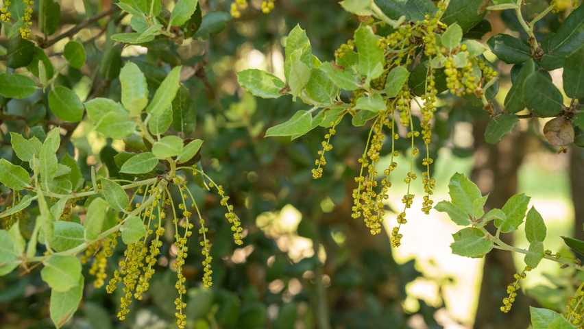 Quercus rotundifolia flowers