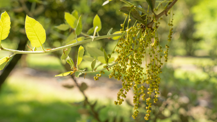 Quercus rotundifolia flowers