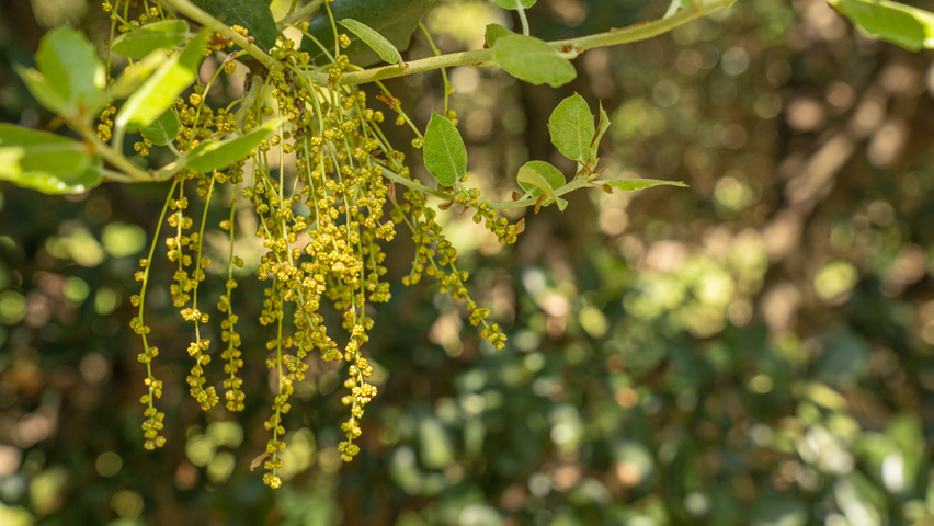 Quercus rotundifolia flowers