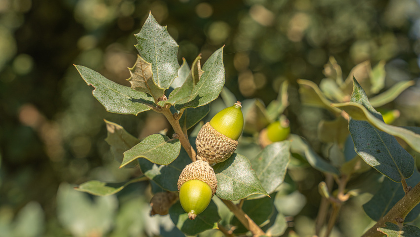 Quercus rotundifolia fruits