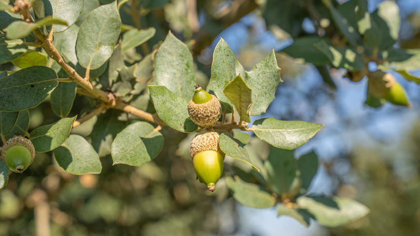 Quercus rotundifolia fruits