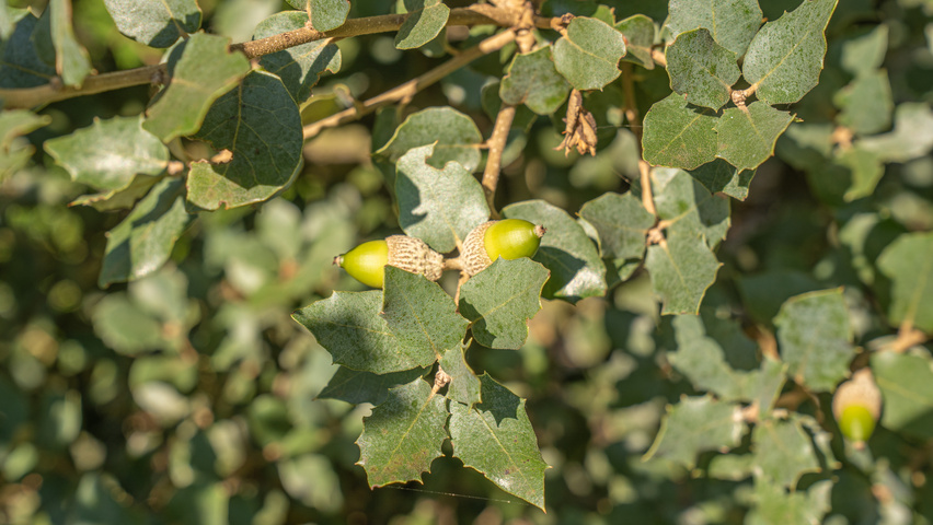 Quercus rotundifolia fruits