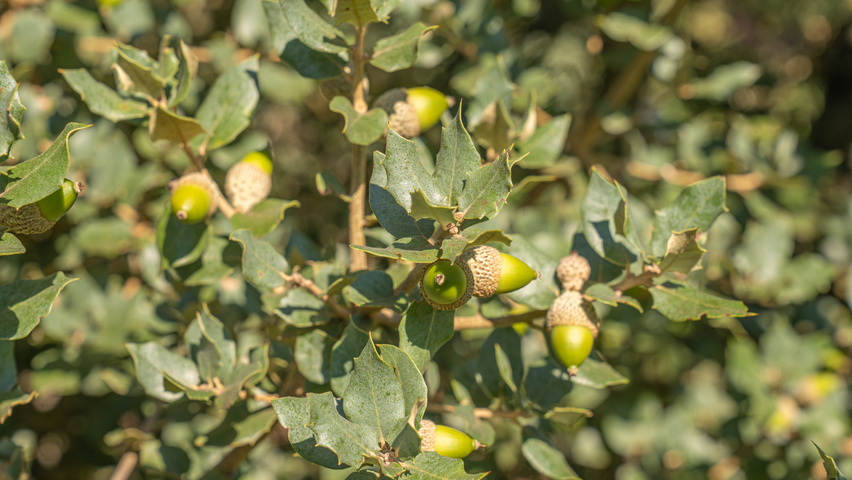 Quercus rotundifolia fruits