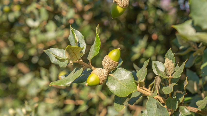 Quercus rotundifolia fruits