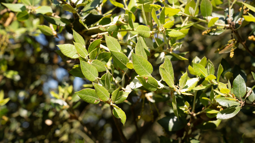 Quercus rotundifolia leaves
