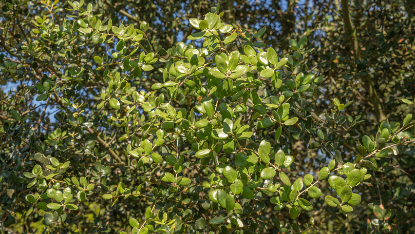 Quercus rotundifolia leaves