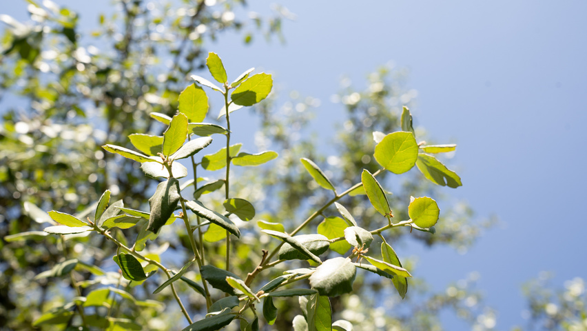 Quercus rotundifolia leaves