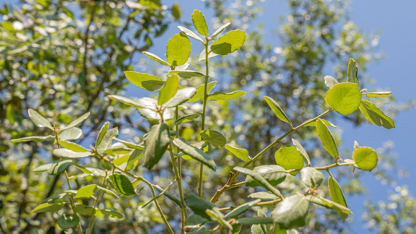 Quercus rotundifolia leaves