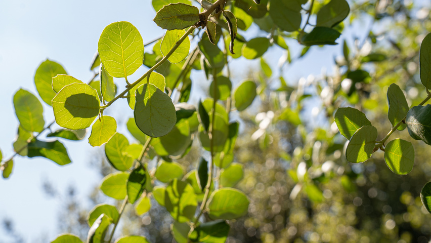 Quercus rotundifolia leaves