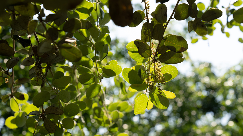 Quercus rotundifolia leaves