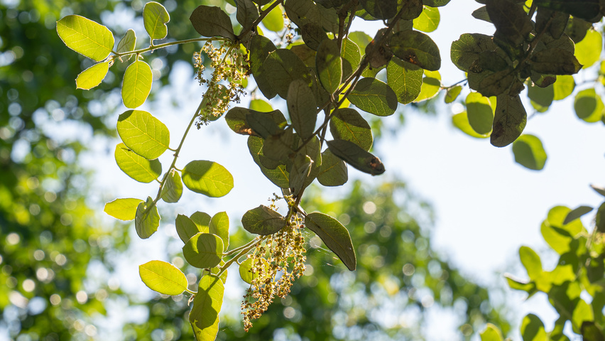 Quercus rotundifolia leaves