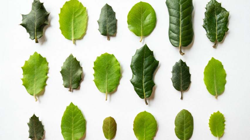Quercus rotundifolia leaves