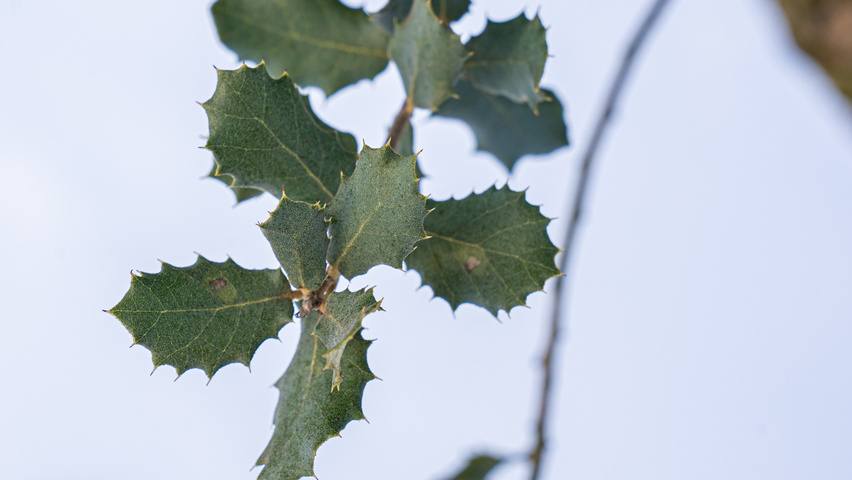 Quercus rotundifolia leaves