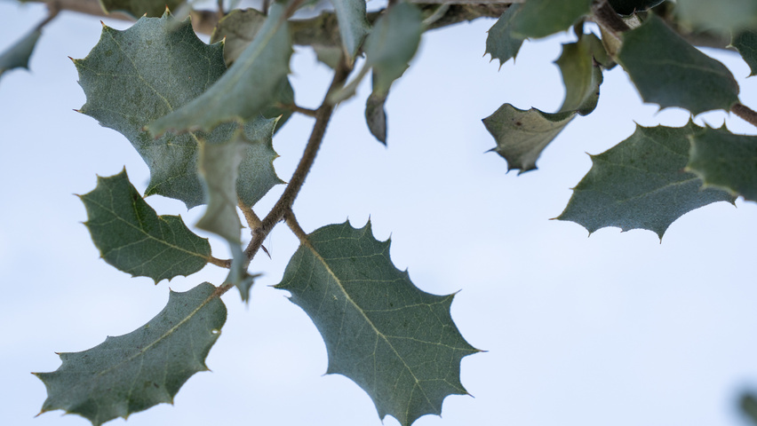 Quercus rotundifolia leaves