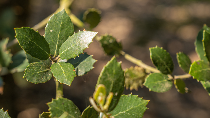 Quercus rotundifolia leaves