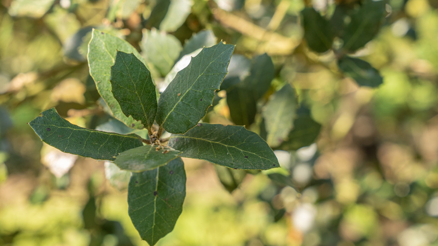 Quercus rotundifolia leaves