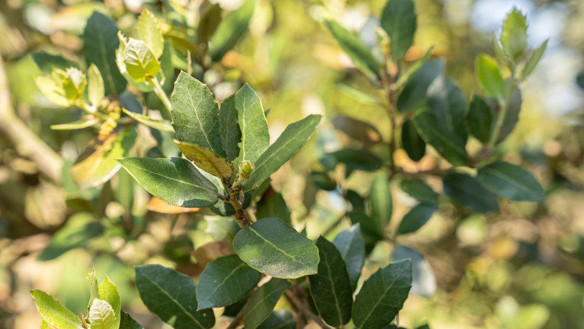 Quercus rotundifolia leaves