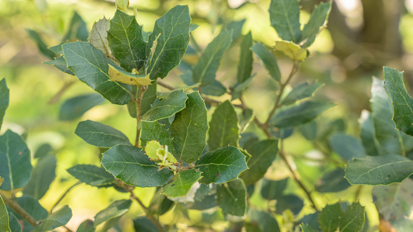 Quercus rotundifolia leaves