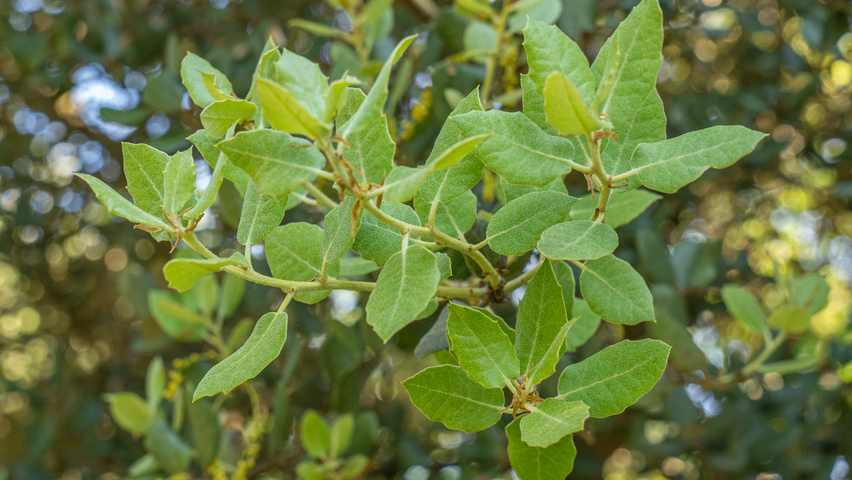 Quercus rotundifolia leaves
