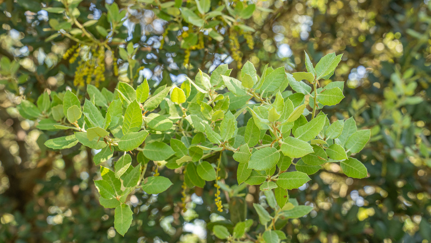 Quercus rotundifolia leaves