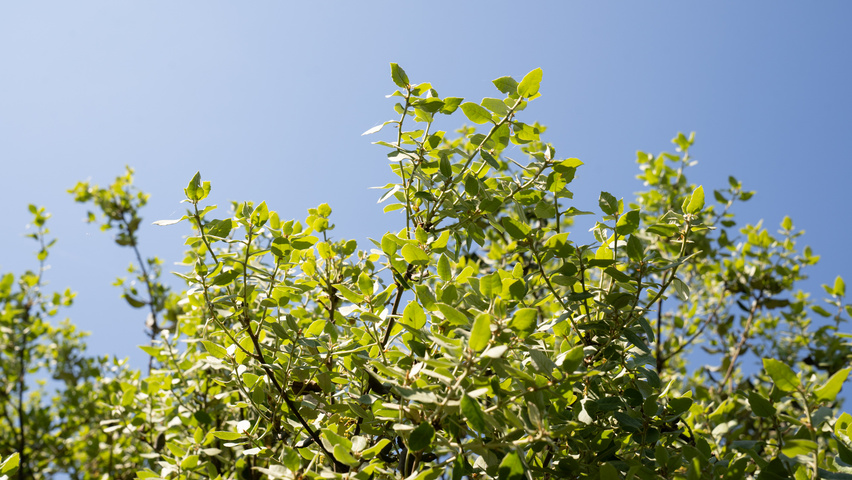 Quercus rotundifolia leaves