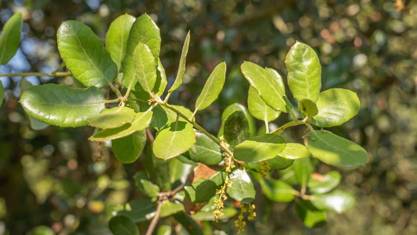 Quercus rotundifolia leaves