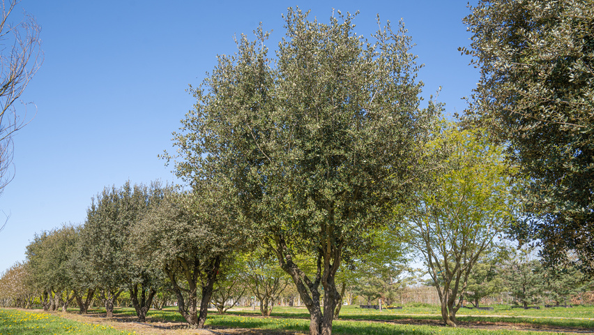 Quercus rotundifolia multi-stem