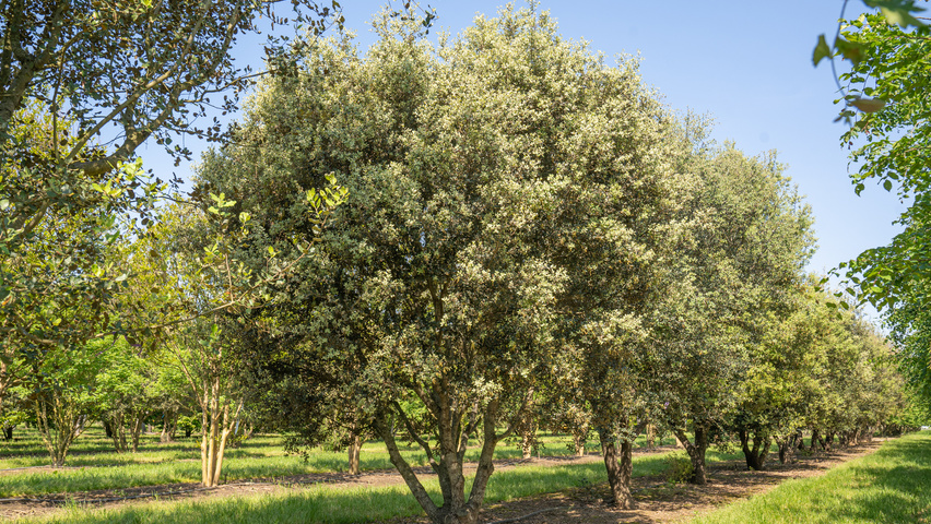 Quercus rotundifolia multi-stem