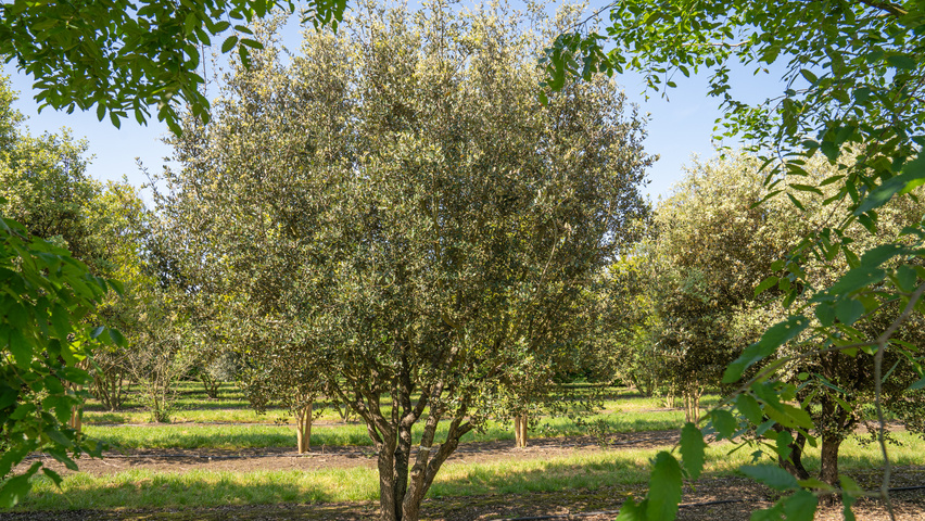 Quercus rotundifolia multi-stem