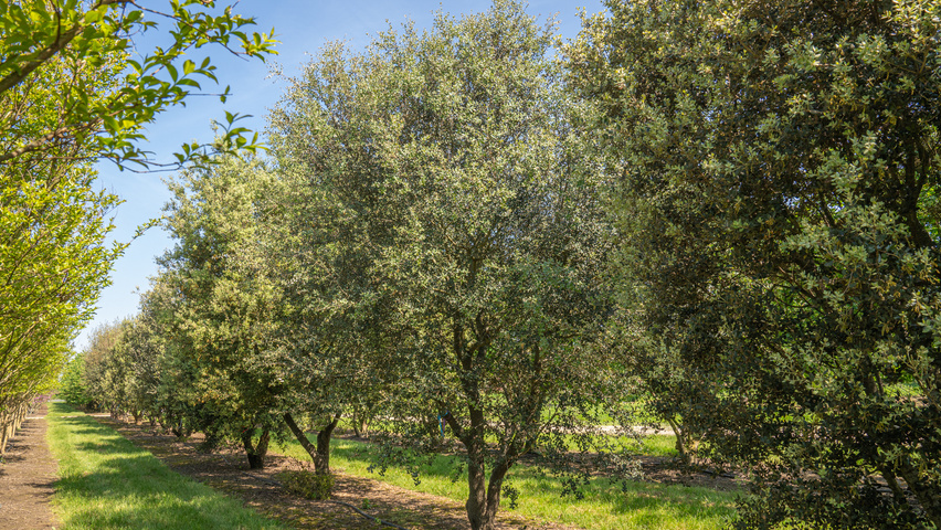 Quercus rotundifolia multi-stem