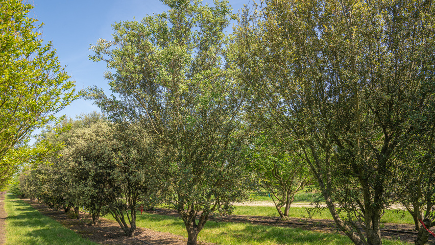 Quercus rotundifolia multi-stem