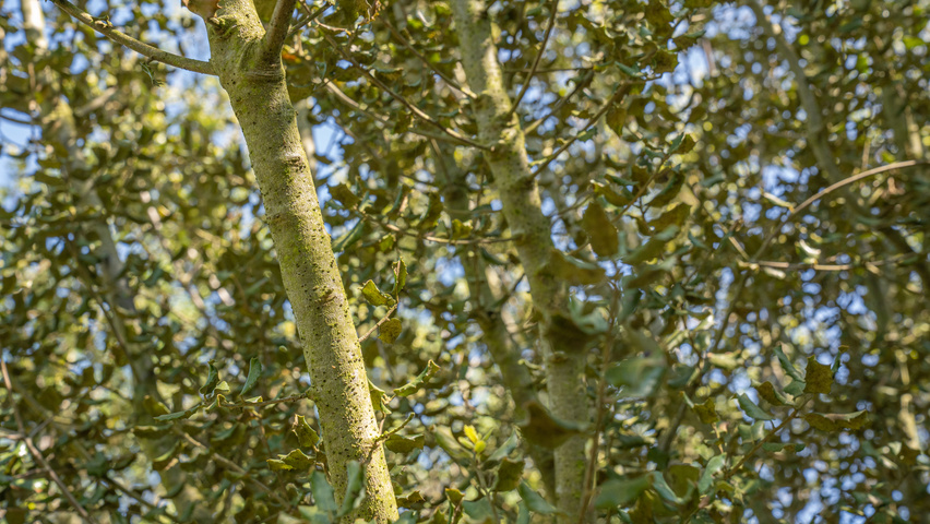 Quercus rotundifolia twigs