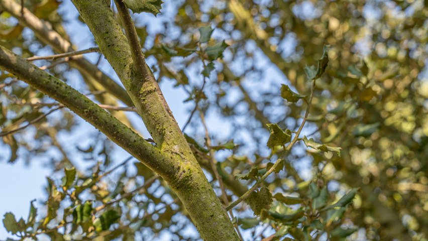 Quercus rotundifolia twigs