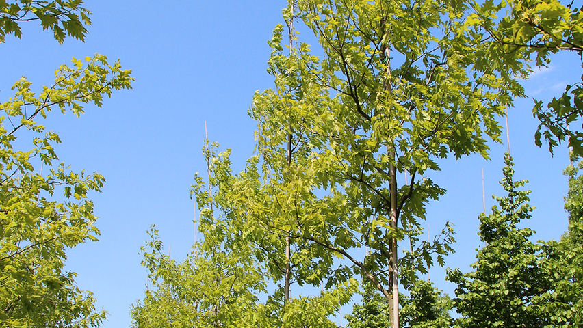 Quercus rubra 'Aurea' hoogstam