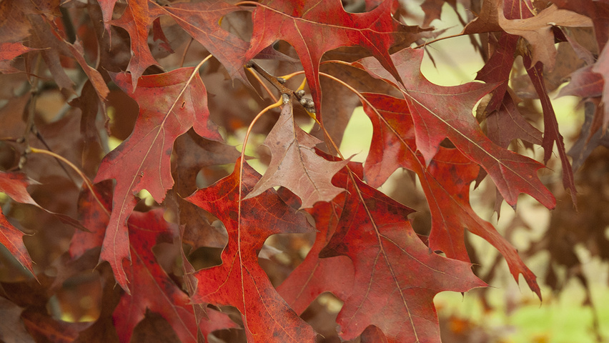Quercus rubra осенняя  листьев