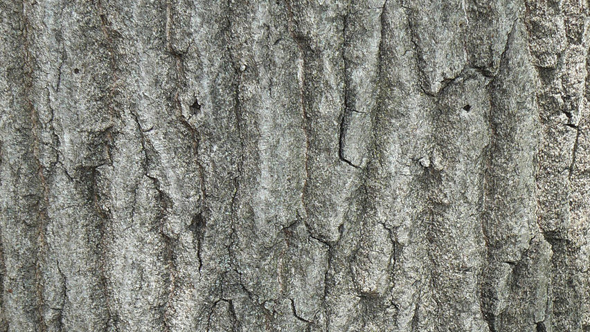 Quercus rubra кора