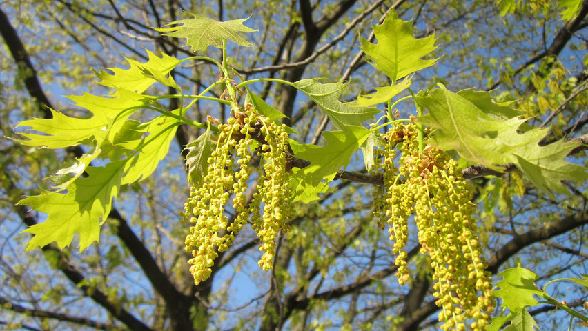 Quercus rubra цветки