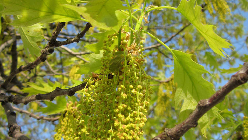 Quercus rubra цветки