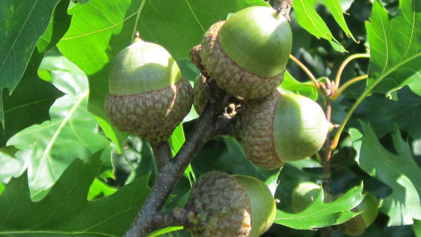Quercus rubra плоды